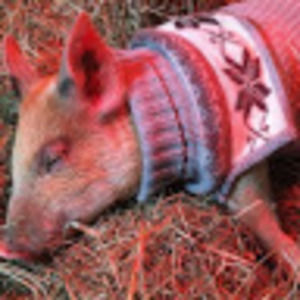 Meet your Posher, Montana